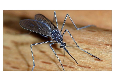City Wide Pest Control Sydney - 2/3