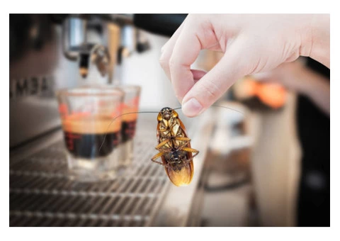 City Wide Pest Control Sydney - 3/3