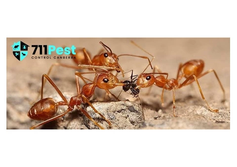 Ant Control Canberra - 6/6