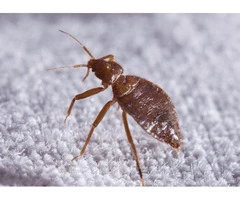 Bed Bug Control Perth