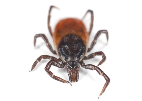 City Wide Flea Control Sydney - 2/3