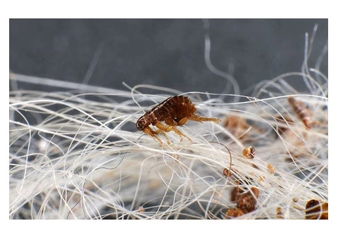 City Wide Flea Control Sydney - 3/3