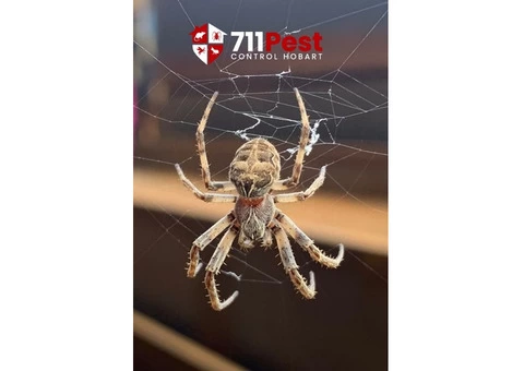 Spider Extermination Hobart - 1/6