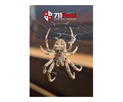 Spider Extermination Hobart