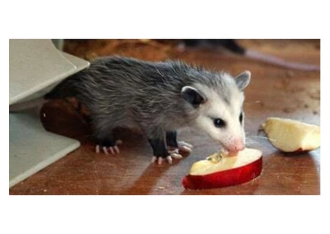 City Wide Possum Removal Sydney - 2/8