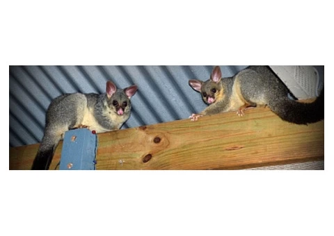 City Wide Possum Removal Sydney - 3/8