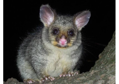 City Wide Possum Removal Sydney - 4/8