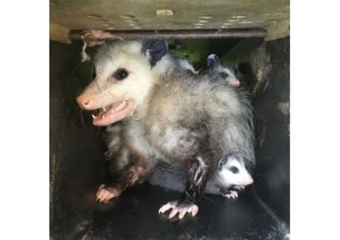 City Wide Possum Removal Sydney - 5/8