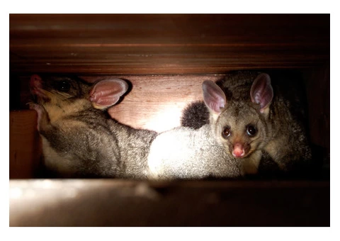 City Wide Possum Removal Sydney - 6/8