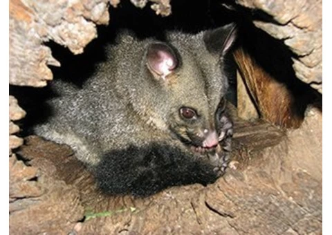 City Wide Possum Removal Sydney - 7/8