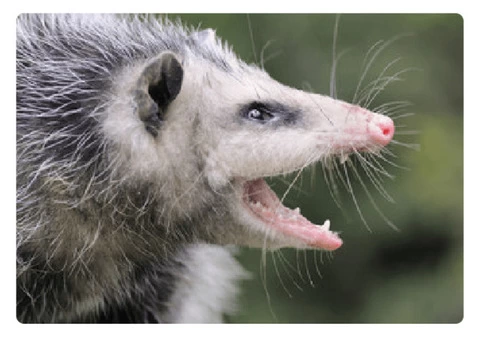 City Wide Possum Removal Sydney - 8/8