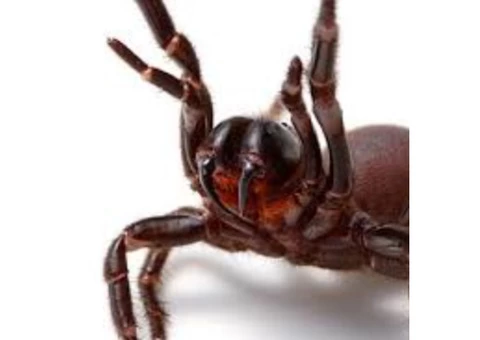 City Wide Spider Control Sydney - 2/2