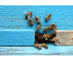 Professional Bee Control Specialists in Cranbourne