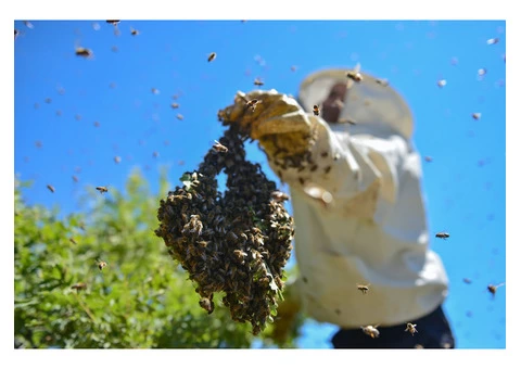 Professional Bee Control Specialists in Cranbourne - 2/2