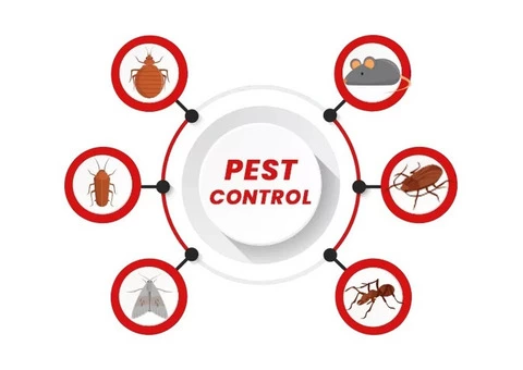 Flies Control Brisbane | Female Choice Pest Control - 2/2