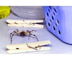 Spider Control Perth