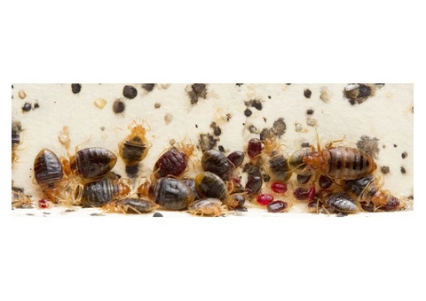 City Wide Bed Bug Control Sydney - 2/8