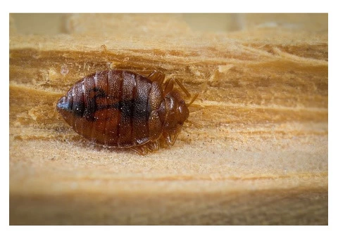 City Wide Bed Bug Control Sydney - 3/8