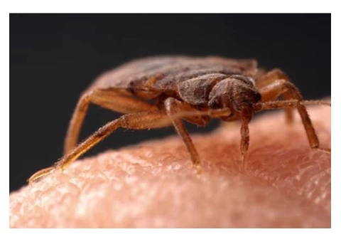 City Wide Bed Bug Control Sydney - 4/8