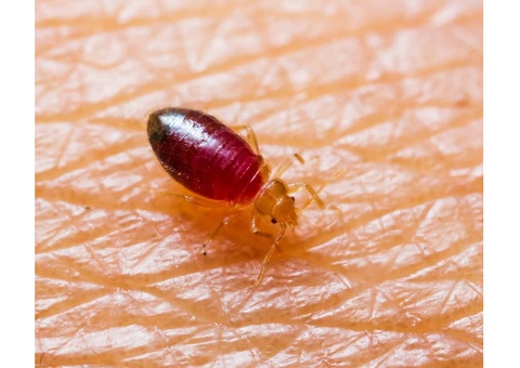 City Wide Bed Bug Control Sydney - 5/8