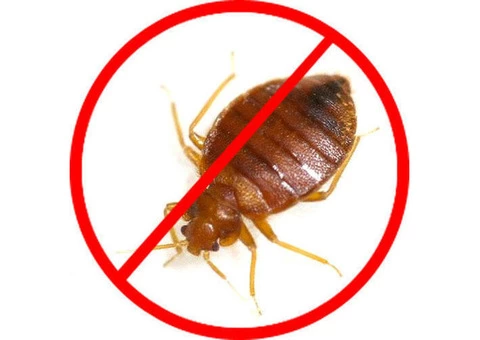 City Wide Bed Bug Control Sydney - 6/8