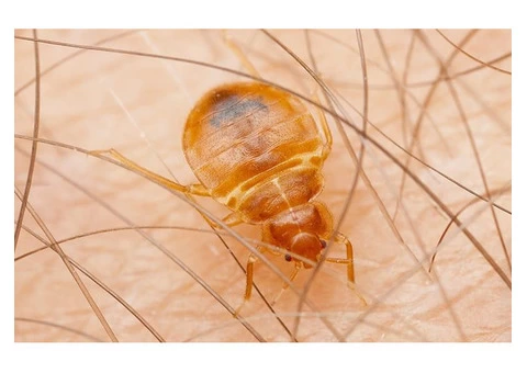 City Wide Bed Bug Control Sydney - 7/8