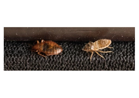 City Wide Bed Bug Control Sydney - 8/8