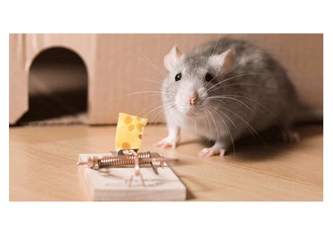 City Wide Rodent Control Sydney