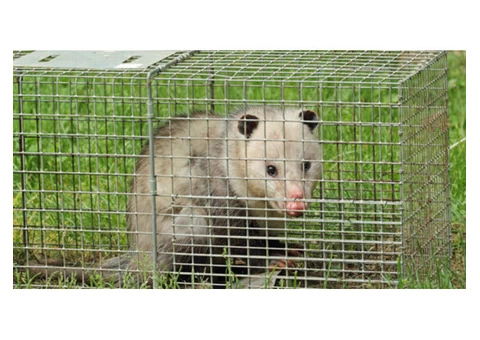 Possum Removal Adelaide - 4/6