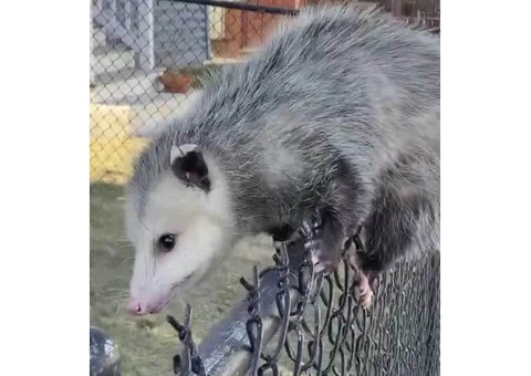 Possum Removal Adelaide - 6/6