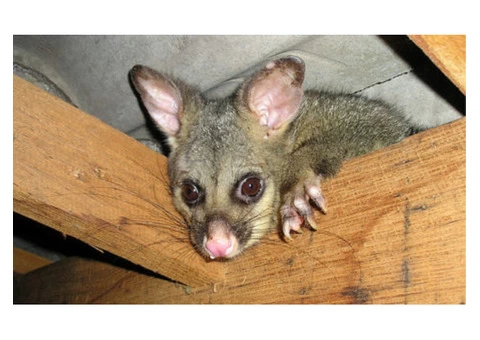 Goode Possum Removal Brisbane - 4/5