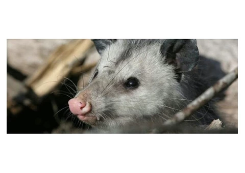 Goode Possum Removal Brisbane - 5/5