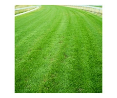 Drought-Tolerant Kikuyu Grass Available Inside Your Budget