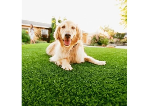 Drought-Tolerant Kikuyu Grass Available Inside Your Budget - 2/2