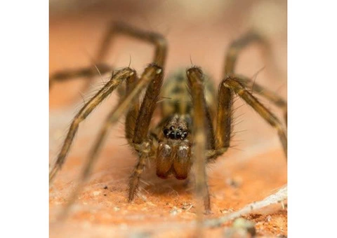 Goode Spider Control Brisbane - 2/3
