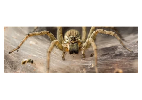 Goode Spider Control Brisbane - 3/3