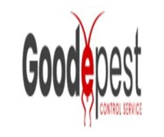 Goode Wasp Removal Brisbane