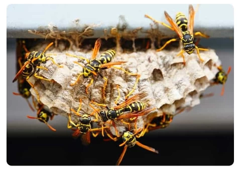 Goode Wasp Removal Brisbane - 2/2
