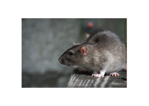 Goode Rodent Control Brisbane - 2/2