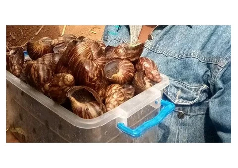 snail for sell
