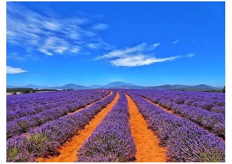 Tasmania Holidays Packages at Best Prices - 3/3