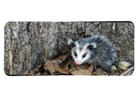 711 Possum Removal Adelaide - 1/5