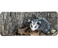 711 Possum Removal Adelaide