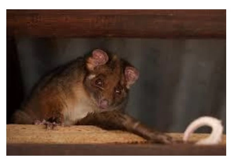 711 Possum Removal Adelaide - 2/5