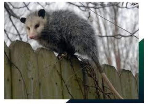 711 Possum Removal Adelaide - 3/5