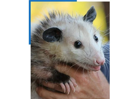 711 Possum Removal Adelaide - 4/5