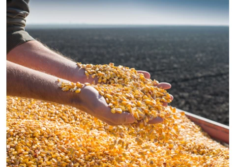 Seeds waiting to be sown? But have they been cleaned?