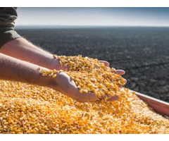 Seeds waiting to be sown? But have they been cleaned?