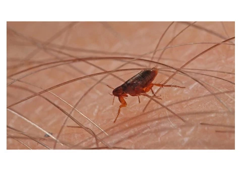 Home Flea Control Perth - 1/3