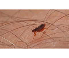 Home Flea Control Perth